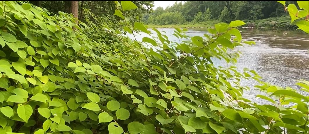 Japanese knotweed is shown dominating the landscape. Learn how you can fight its spread, courtesy of Time and the Valleys Museum.